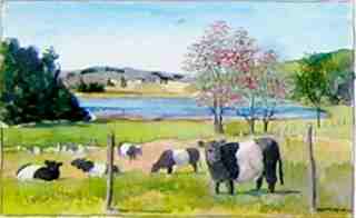 belted galloways painting