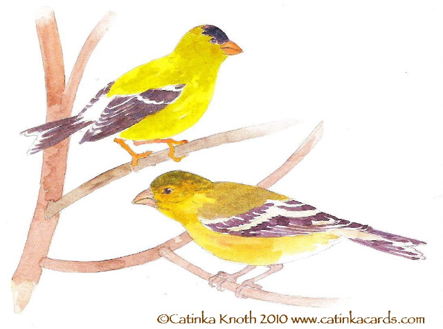 goldfinches art by Catinka Knoth