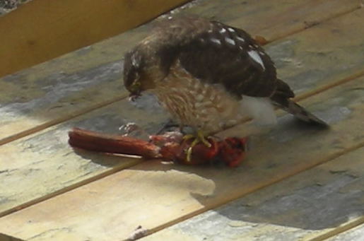 hawk with cardinal