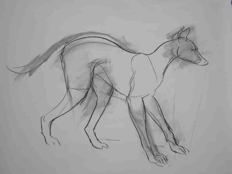greyhound drawing