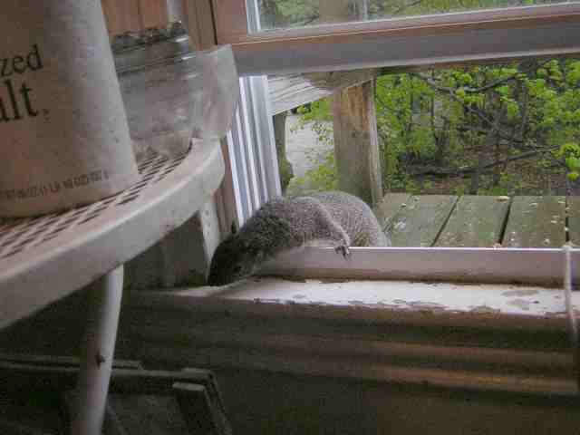 squirrel in the window