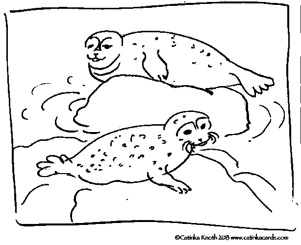 marine mammals harbor seals drawing demo