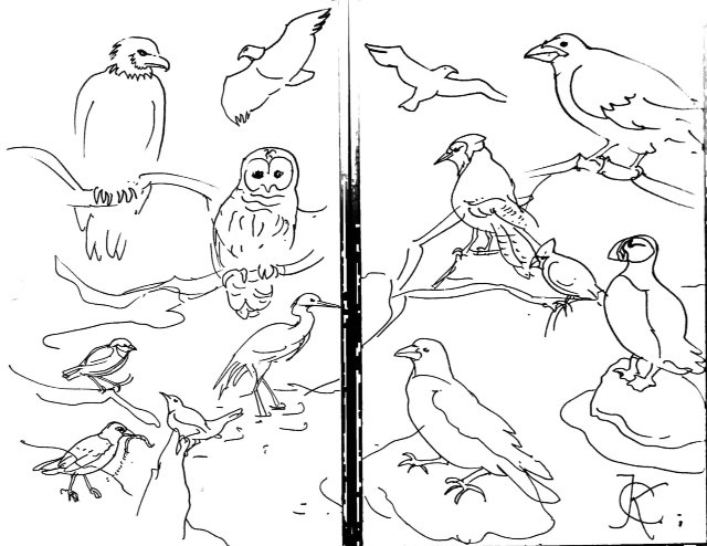 Maine birds demo drawing by Catinka Knoth