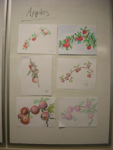 adult student apple bough drawings 1