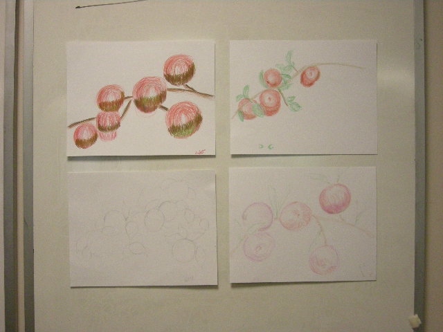 adult student apple bough drawings 2