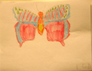 butterfly drawing
