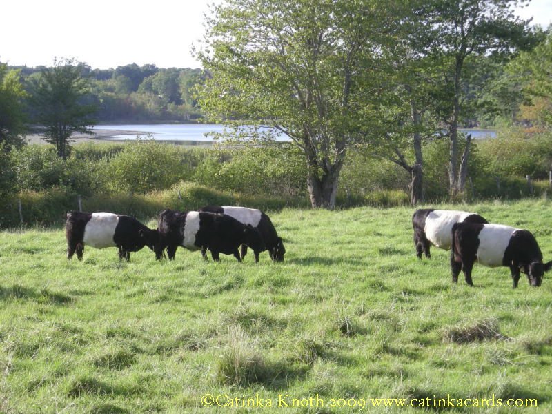 Belted Galloway Cows photo by Catinka Knoth