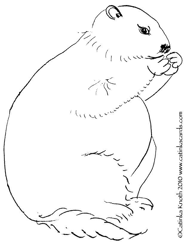 groundhog line drawing