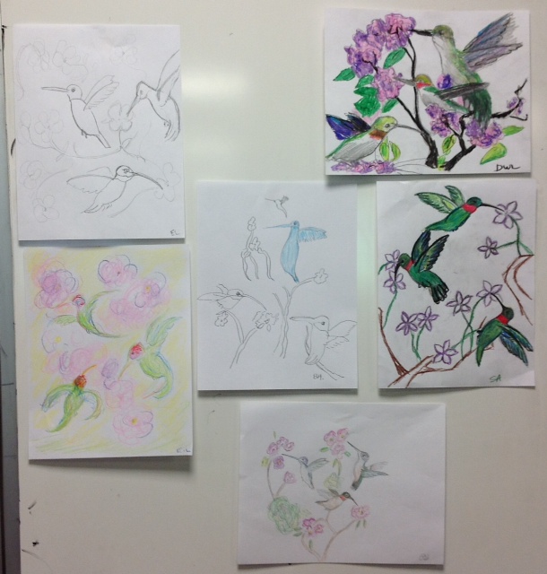 Hummingbird drawings by students, adult art class