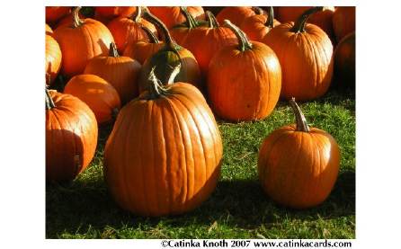 pumpkin photo