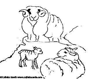 sheep drawing by Catinka Knoth