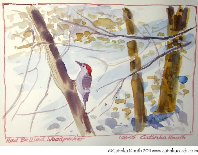 redbellied woodpecker in winter